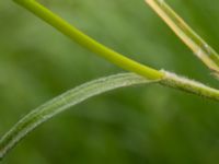 Carex hirta Guldskogen, Skanör, Vellinge, Skåne, Sweden 20170609_0056