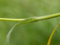 Carex hirta Guldskogen, Skanör, Vellinge, Skåne, Sweden 20170609_0057