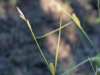 Carex hirta Hilleshögs dalar, Landskrona, Skåne, Sweden 20170709_0274