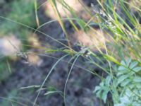 Carex hirta Hilleshögs dalar, Landskrona, Skåne, Sweden 20170709_0275