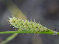 Carex hirta Hilleshögs dalar, Landskrona, Skåne, Sweden 20170709_0276