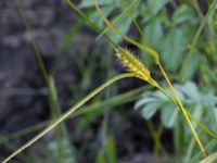 Carex hirta Hilleshögs dalar, Landskrona, Skåne, Sweden 20170709_0280