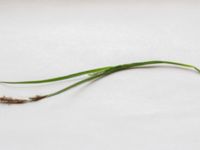 Carex hirta Limhamnsfältet, Malmö, Skåne, Sweden 20210604_0001