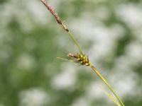Carex hostiana Sebyläge, Mörbylånga, Öland, Sweden 20150607_0106