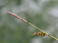 Carex hostiana Sebyläge, Mörbylånga, Öland, Sweden 20150607_0110