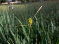 Carex lepidocarpa Kroksbäcksparken, Malmö, Skåne, Sweden 20200625_0063