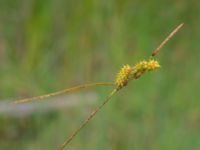 Carex lepidocarpa Kroksbäcksparken, Malmö, Skåne, Sweden 20200708_0013
