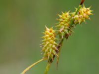Carex lepidocarpa Kroksbäcksparken, Malmö, Skåne, Sweden 20200708_0015