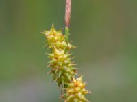 Carex lepidocarpa Kroksbäcksparken, Malmö, Skåne, Sweden 20200708_0016
