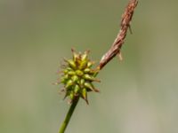 Carex lepidocarpa ssp. lepidocarpa Fuktäng, Toarp, Malmö, Skåne, Sweden 20200607_0074