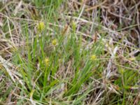 Carex lepidocarpa ssp. lepidocarpa Liaängen, Kågeröd, Eslöv, Skåne, Sweden 20160518_0030