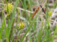 Carex lepidocarpa ssp. lepidocarpa Liaängen, Kågeröd, Eslöv, Skåne, Sweden 20160518_0031
