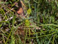 Carex lepidocarpa ssp. lepidocarpa Simris strandäng, Simrishamn, Skåne, Sweden 20160606_0026