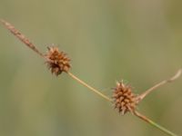 Carex lepidocarpa ssp. lepidocarpa Toarpsdammen, Malmö, Skåne, Sweden 20150723_0079