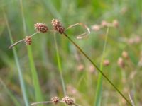 Carex lepidocarpa ssp. lepidocarpa Zackows mosse, Nyhamnsläge, Höganäs, Skåne, Sweden 20190807_0138