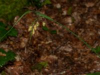 Carex mertensii Tjolöholm, Kungsbacka, Halland, Sweden 20190716_0258