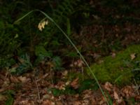Carex mertensii Tjolöholm, Kungsbacka, Halland, Sweden 20190716_0260