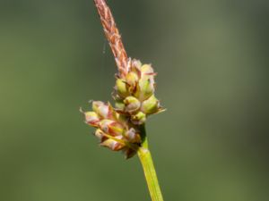 Carex montana - Mountain Sedge - Lundstarr