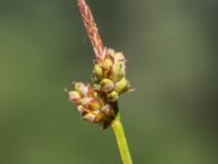 Carex montana Fuktängen, Toarp, Malmö, Skåne, Sweden 20220624_0088