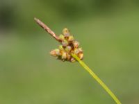 Carex montana Fuktängen, Toarp, Malmö, Skåne, Sweden 20220624_0090