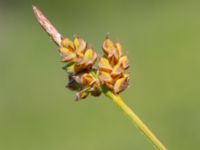 Carex montana Fuktängen, Toarp, Malmö, Skåne, Sweden 20220624_0091