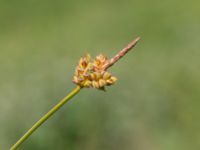 Carex montana Fuktängen, Toarp, Malmö, Skåne, Sweden 20220624_0093
