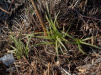 Carex morrowii Sliparebacken, Lund, Skåne, Sweden 20200809_0018