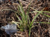 Carex morrowii Sliparebacken, Lund, Skåne, Sweden 20200809_0021