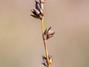 Carex muricata - Prickly Sedge - Mörk snårstarr