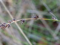 Carex muricata Brunnshögs f.d. odlingsområde, Lund, Skåne, Sweden 20241012_0013