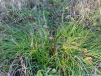 Carex muricata Brunnshögs f.d. odlingsområde, Lund, Skåne, Sweden 20241012_0018