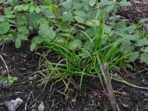 Carex muskingumensis - Muskingum Sedge - Palmstarr