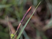 Carex nigra Skanörs ljung, Falsterbohalvön, Vellinge, Skåne, Sweden 20170627_0009