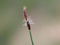 Carex obtusata Åhus idrottsplats, Åhus, Kristianstad, Skåne, Sweden 20150514_0237