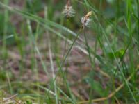 Carex obtusata Åhus idrottsplats, Kristianstad, Skåne, Sweden 20150514_0239