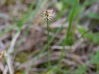 Carex obtusata Åhus idrottsplats, Kristianstad, Skåne, Sweden 20150514_0245