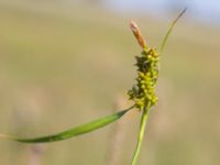 Carex oederi Eskiltorps ängar, Vellinge, Skåne, Sweden 20170829_0016