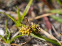 Carex oederi Skanörs ljung, Falsterbohalvön, Vellinge, Skåne, Sweden 20160811_0029