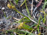 Carex oederi Skanörs ljung, Falsterbohalvön, Vellinge, Skåne, Sweden 20160811_0030