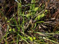 Carex oederi Steninge naturreservat, Falkenberg, Halland, Sweden 20160605_0135