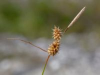 Carex oederi ssp. oederi Limhamns kalkbrott, Malmö, Skåne, Sweden 20180901_0166