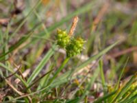 Carex oederi var. pulchella Skanörs ljung, Falsterbohalvön, Vellinge, Skåne, Sweden 20200718_0042