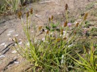 Carex otrubae Björkadammen, Malmö, Skåne, Sweden 20150801_0114