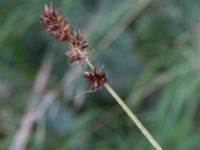 Carex otrubae Jordholmen, Mellan-Grevie, Vellinge, Skåne, Sweden 20150828_0031