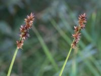 Carex otrubae Jordholmen, Mellan-Grevie, Vellinge, Skåne, Sweden 20150828_0033
