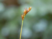 Carex pairae Ädelgransplanteringen, Toarp, Svedala, Skåne, Sweden 20240622_0026