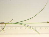 Carex pairae Lokstallarna, Malmö, Skåne, Sweden 20200707_0038
