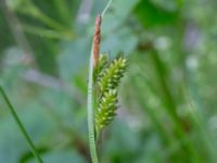 Carex pallescens Biskoptorps naturreservat, Kvibille, Halmstad, Halland, Sweden 20220612_0001
