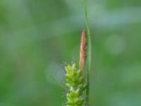 Carex pallescens Biskoptorps naturreservat, Kvibille, Halmstad, Halland, Sweden 20220612_0002