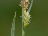 Carex pallescens Kungsängen, Kungsmarken, Lund, Skåne, Sweden 20220525_0008